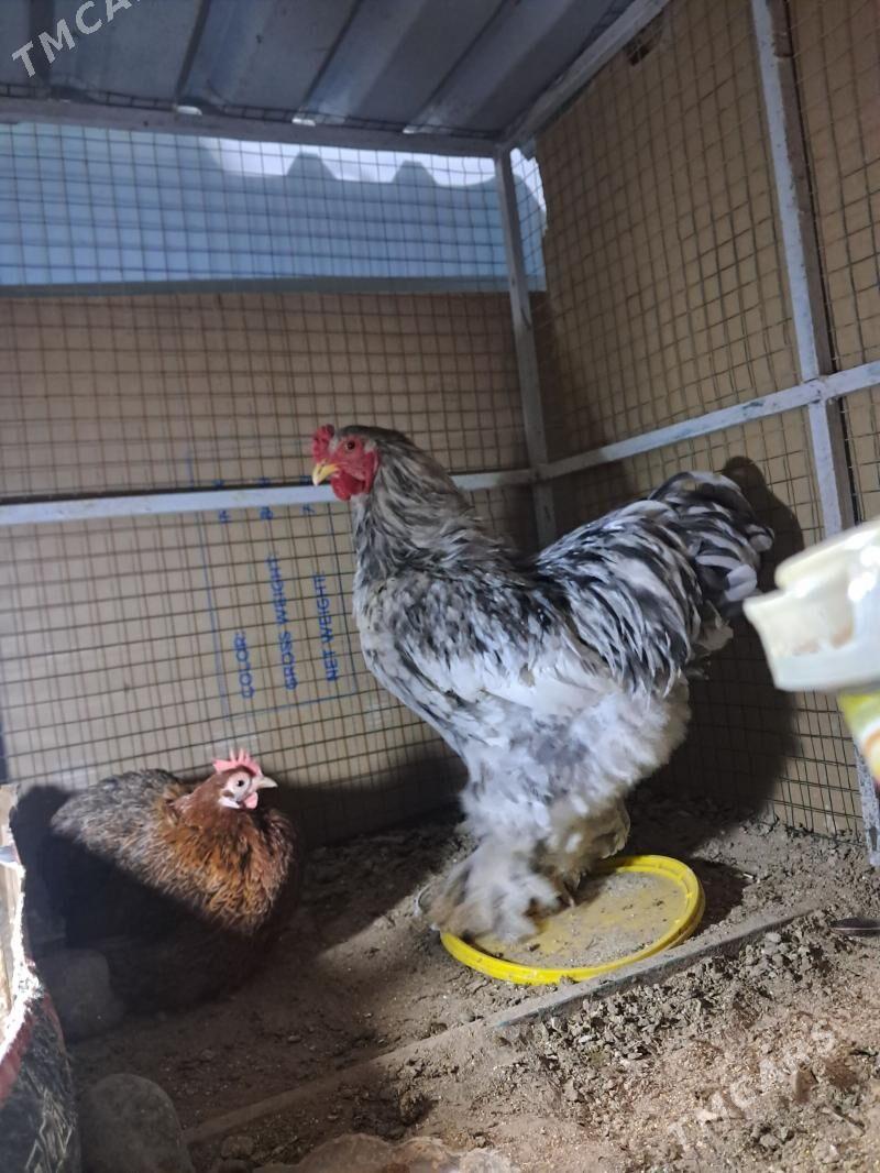 brama - Ашхабад - img 1