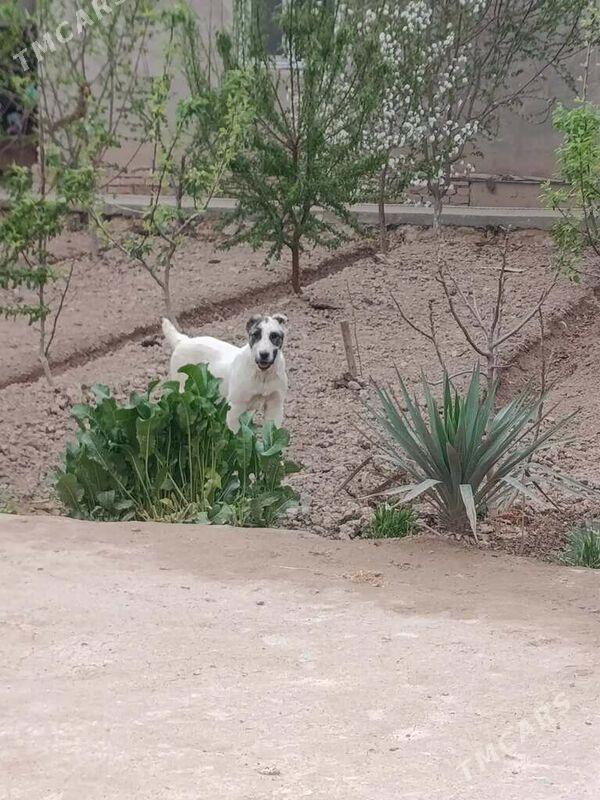 алабай - Türkmenabat - img 1