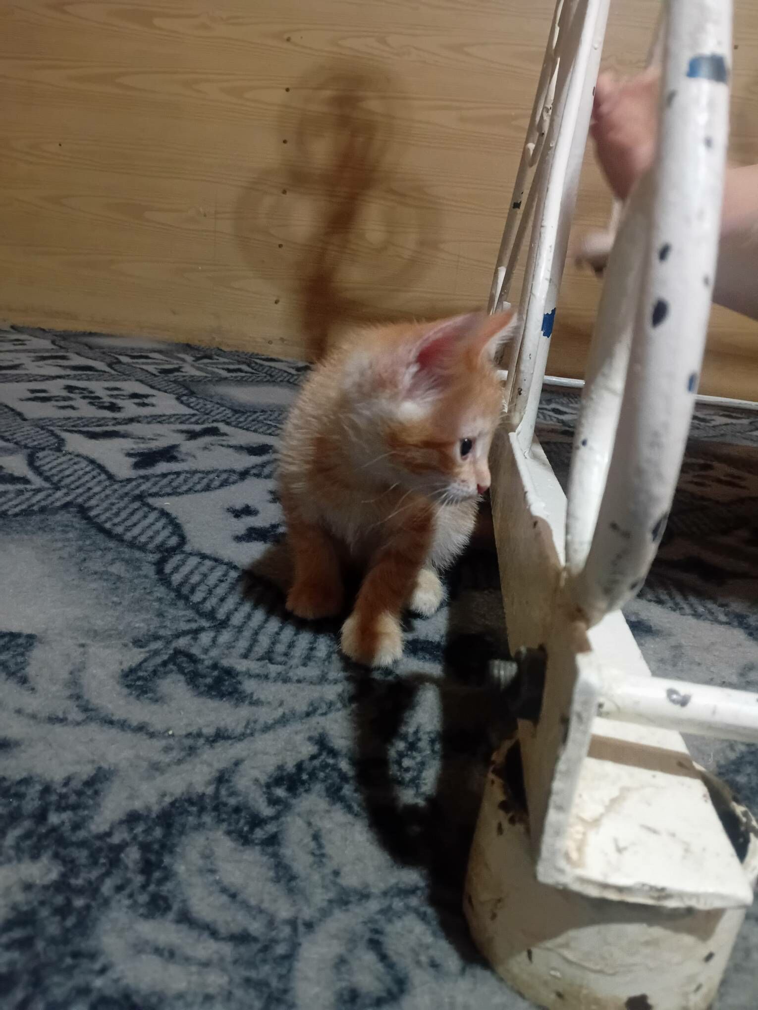 pisijekler - Gökdepe - img 1