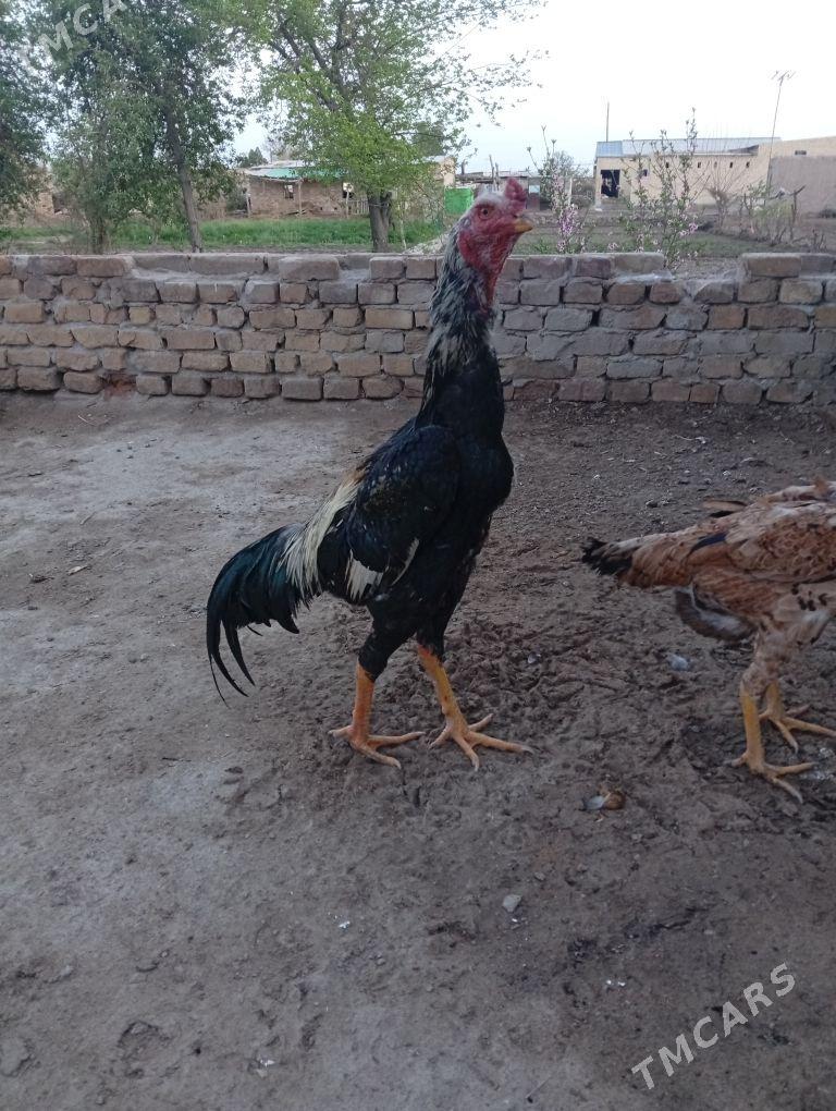 хораз - Дянев - img 1