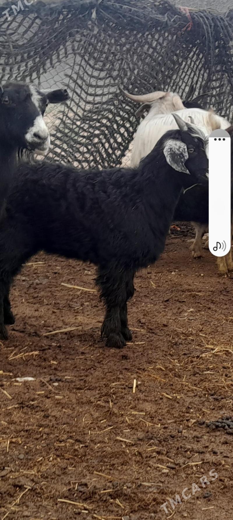 goyun we geciler - Jebel - img 1