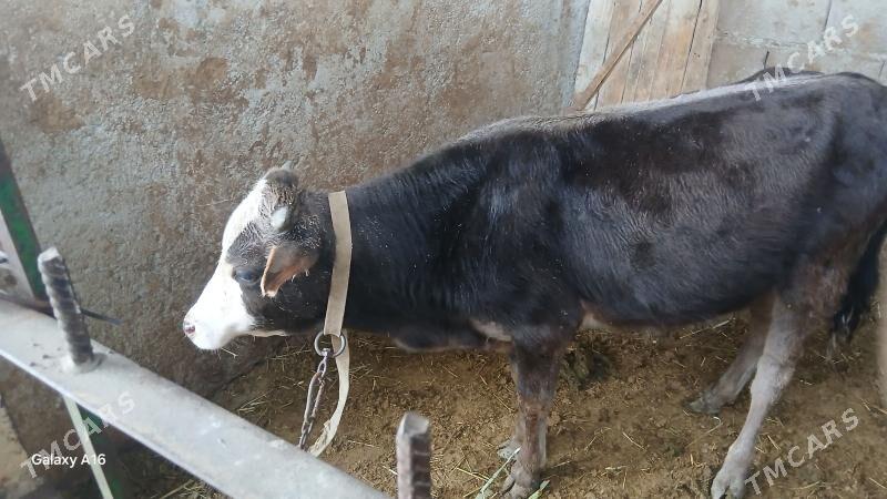 ökùz - Бахарден - img 1