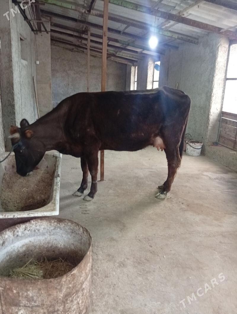 sygyr gõleli - Gyzylarbat - img 1