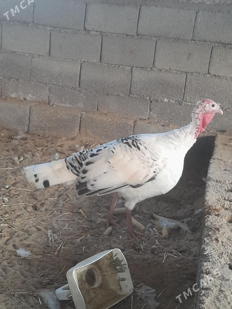 induk maki - Büzmeýin - img 1