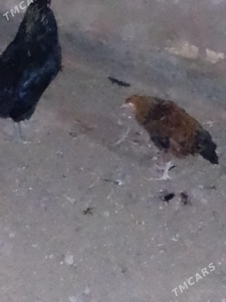 Towuk.juyje - Mary - img 1