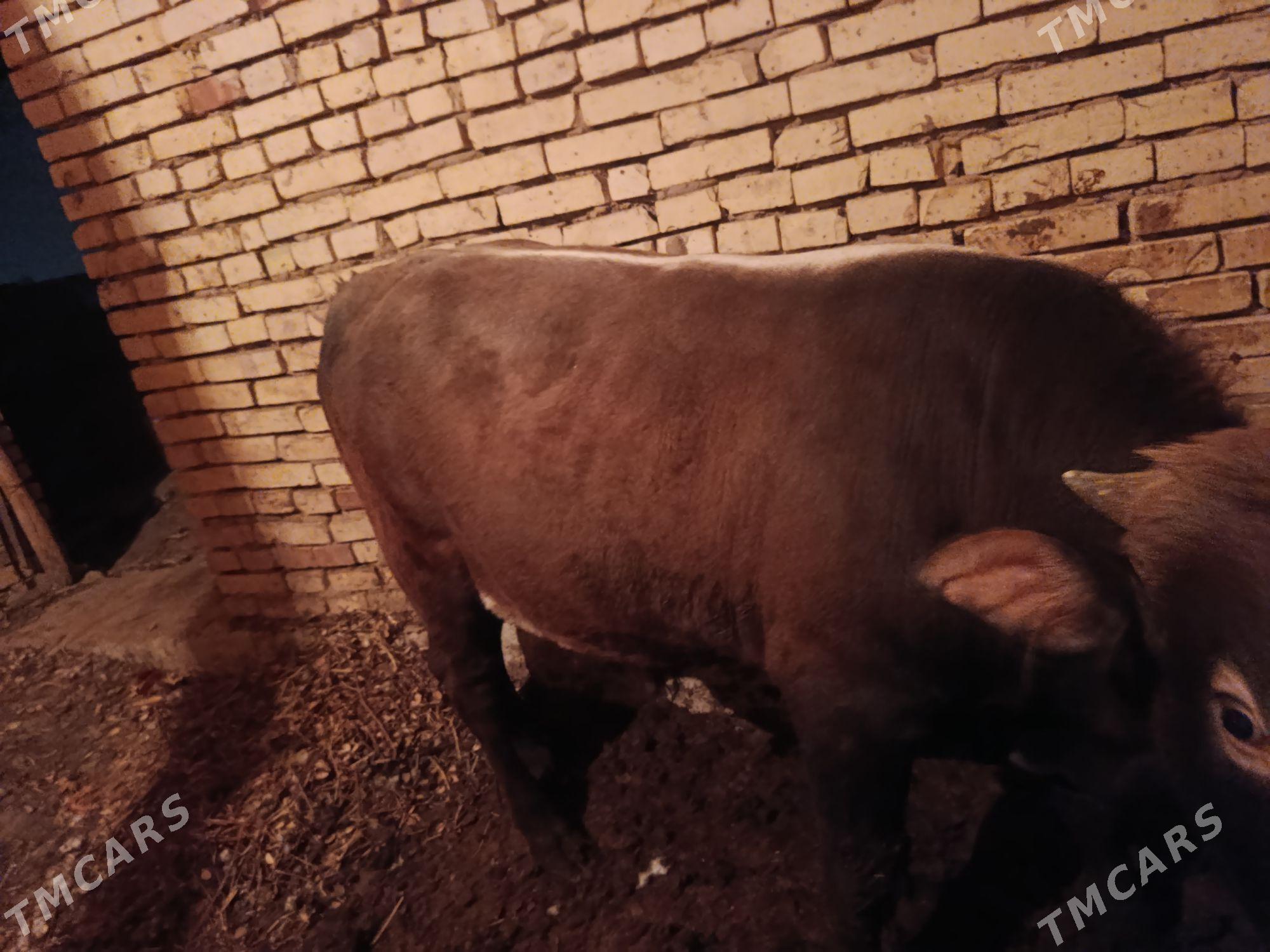 okuz - Каракумский этрап - img 1