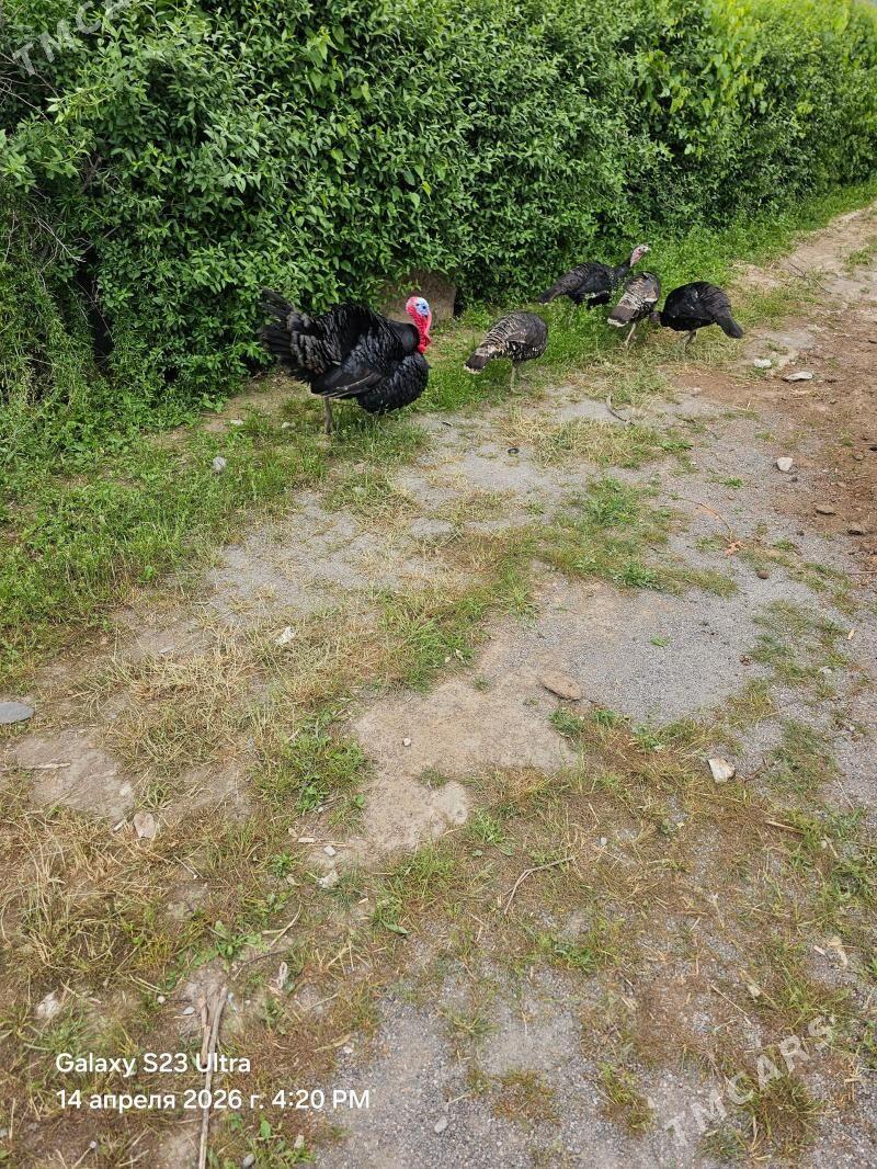 Induk - Bekrewe - img 1