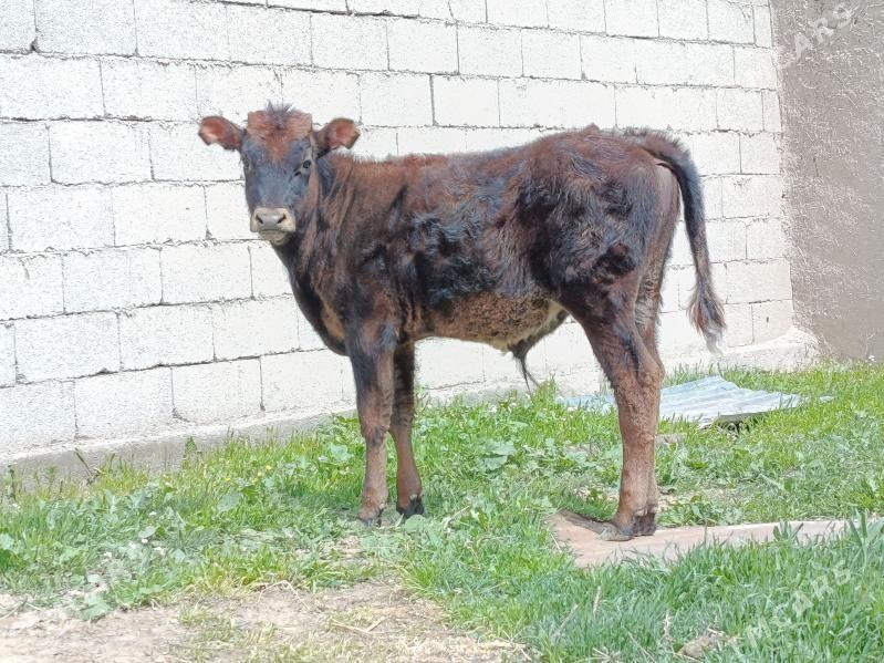 okuz - Бахарден - img 1