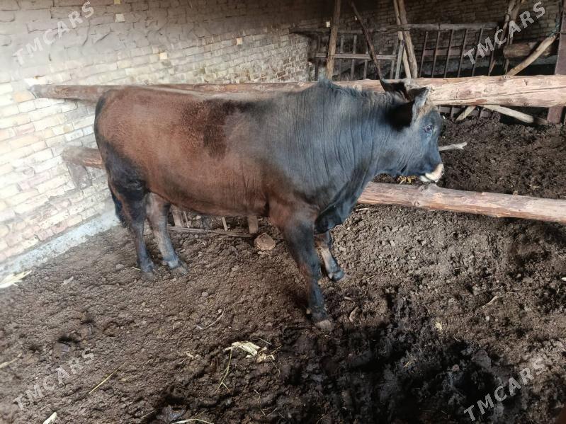 okuz - Каракумский этрап - img 1