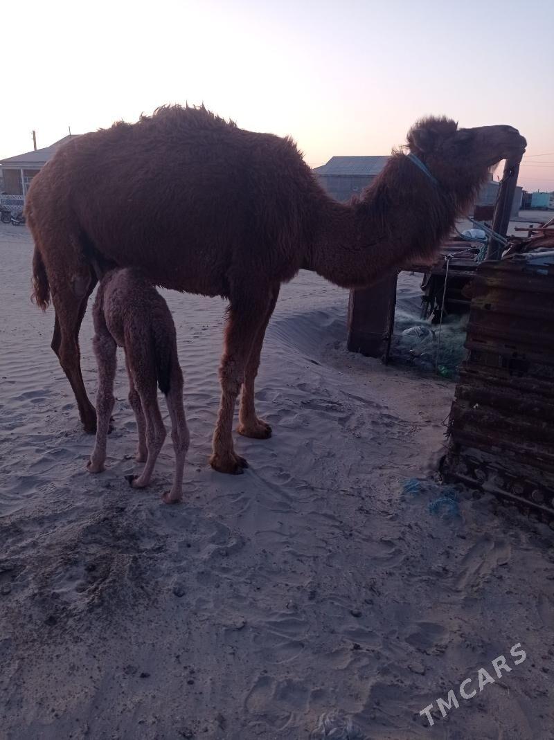 duye - Эсенгулы - img 1