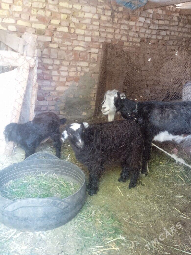 geci - Babadaýhan - img 1