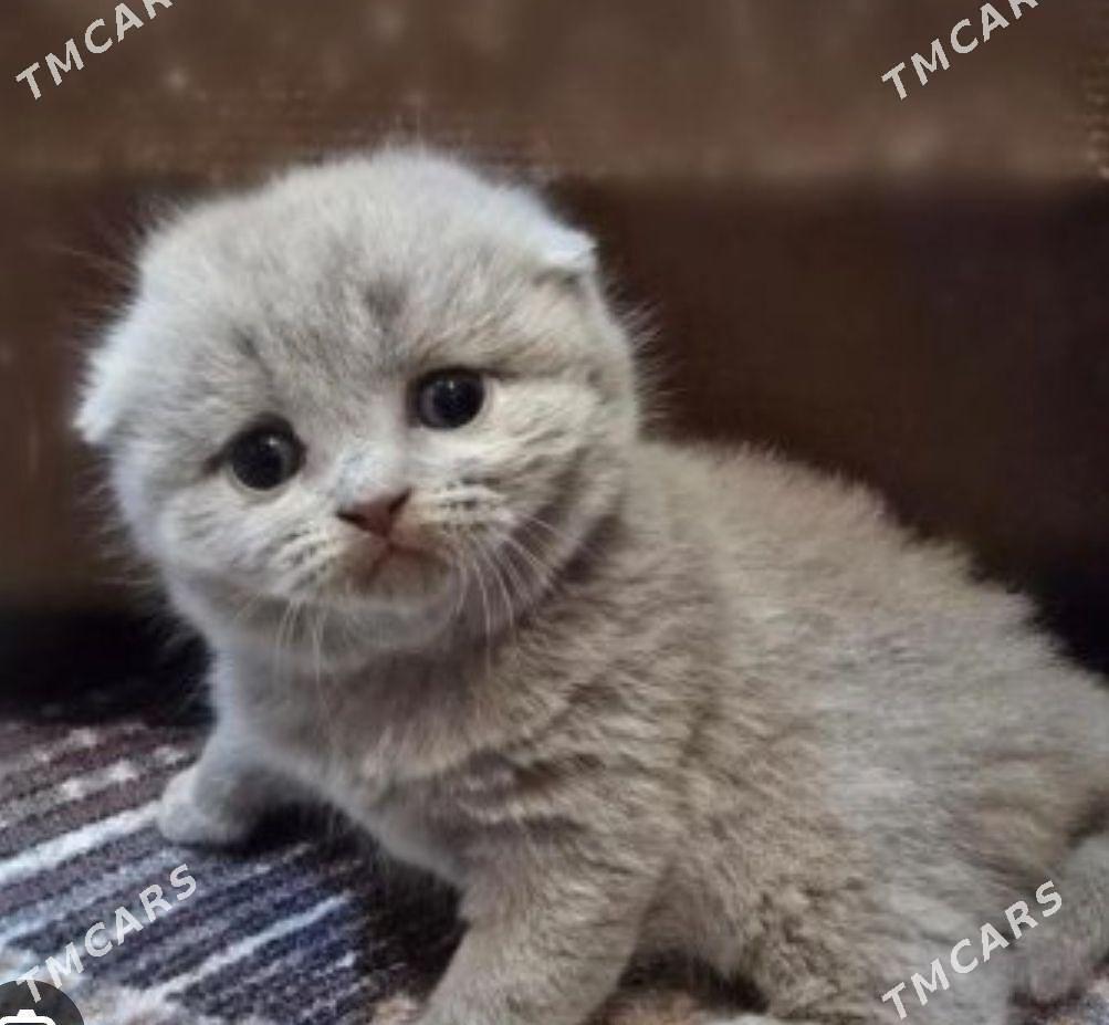 шотландский катята - Mary - img 1