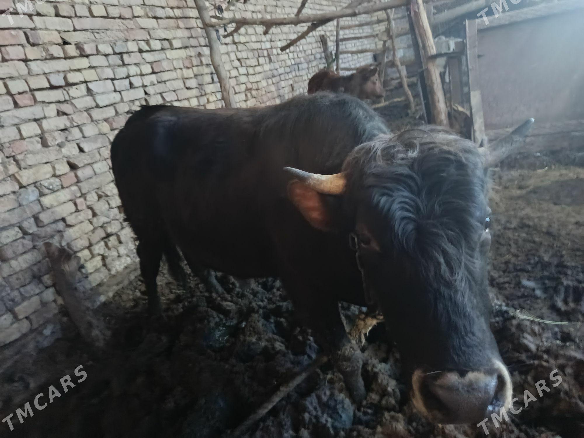 okuz - Garagum etraby - img 1