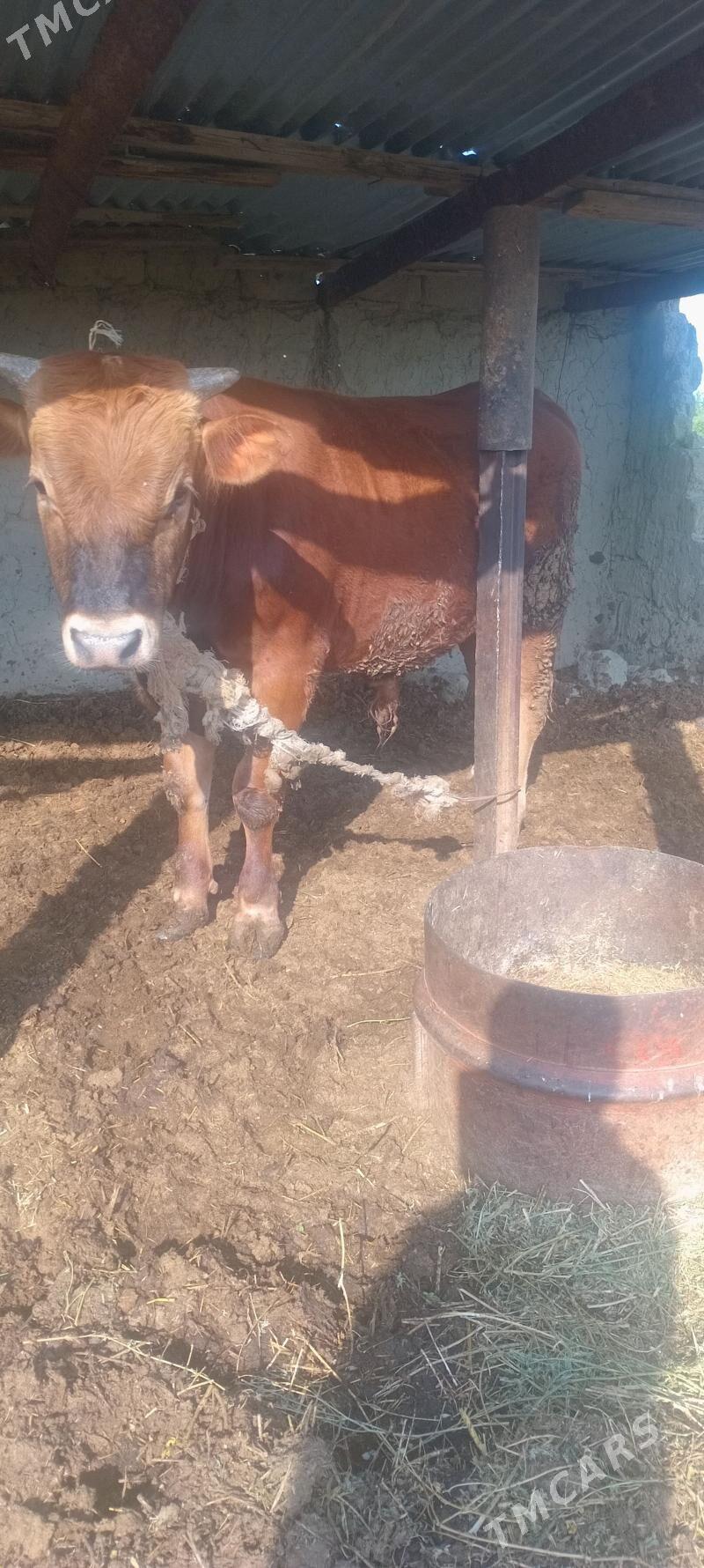 öküz 3sany - Änew - img 1