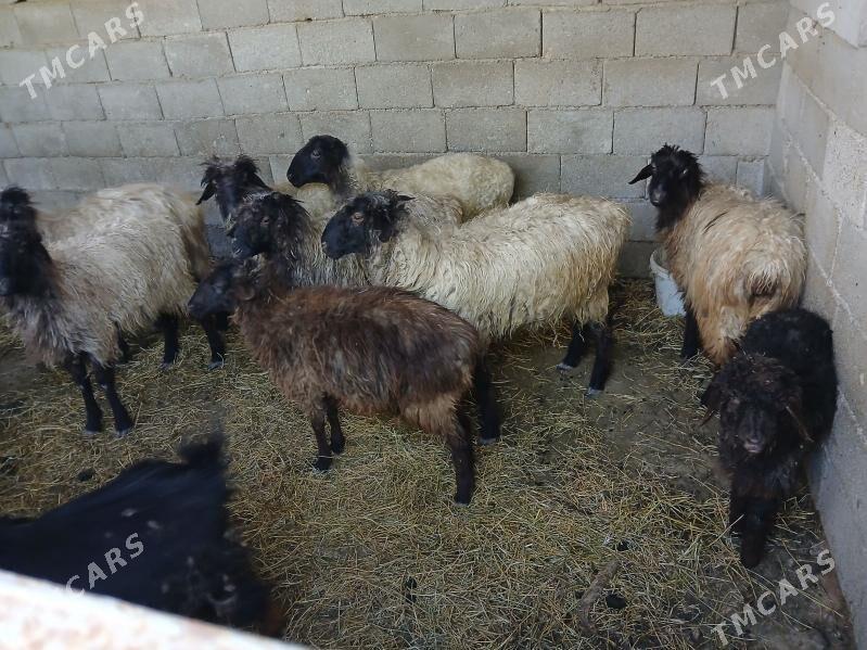 Berre - Бузмеин - img 1