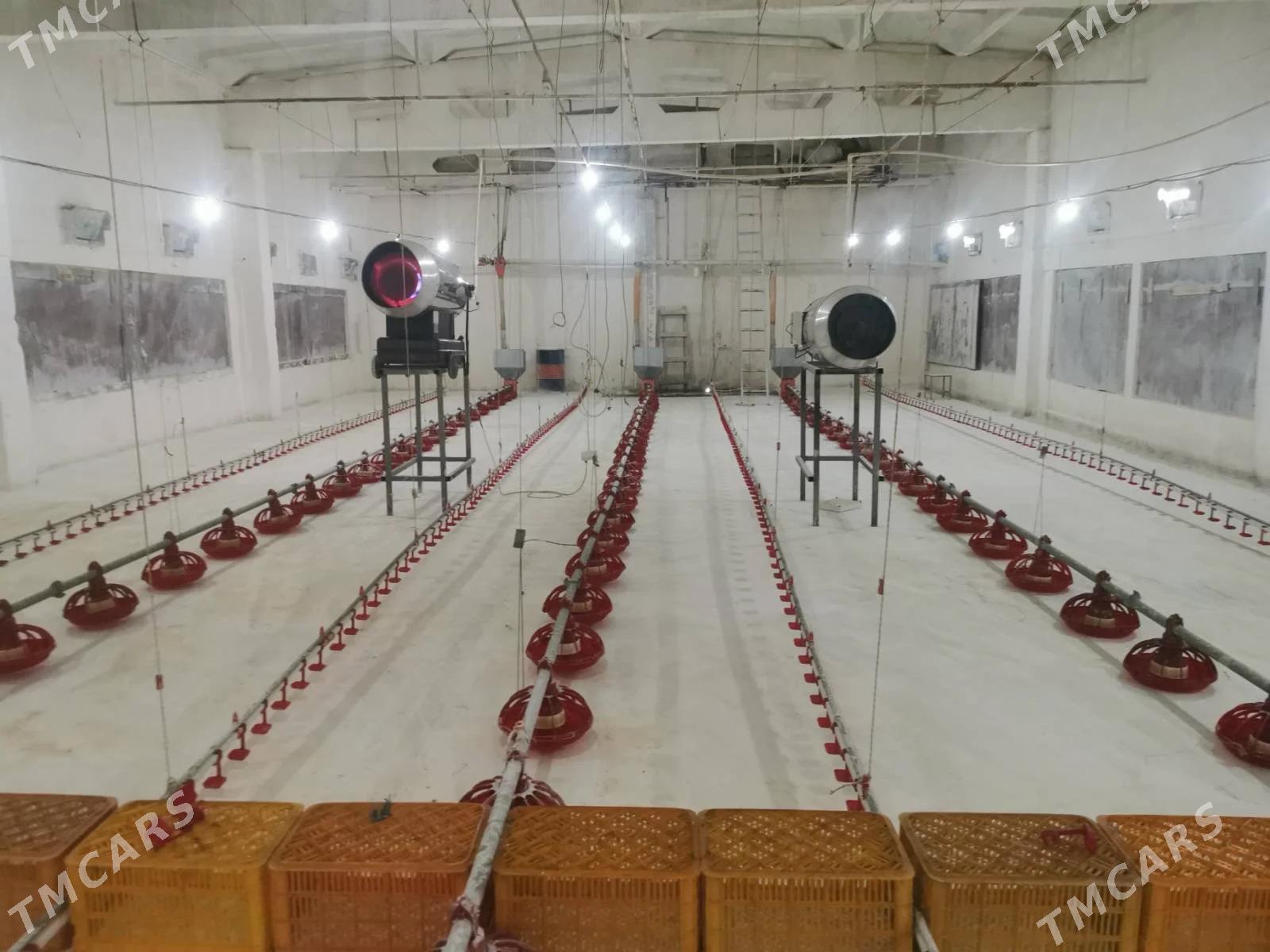 Towuk ferma taýyn - Ýaşlyk - img 1