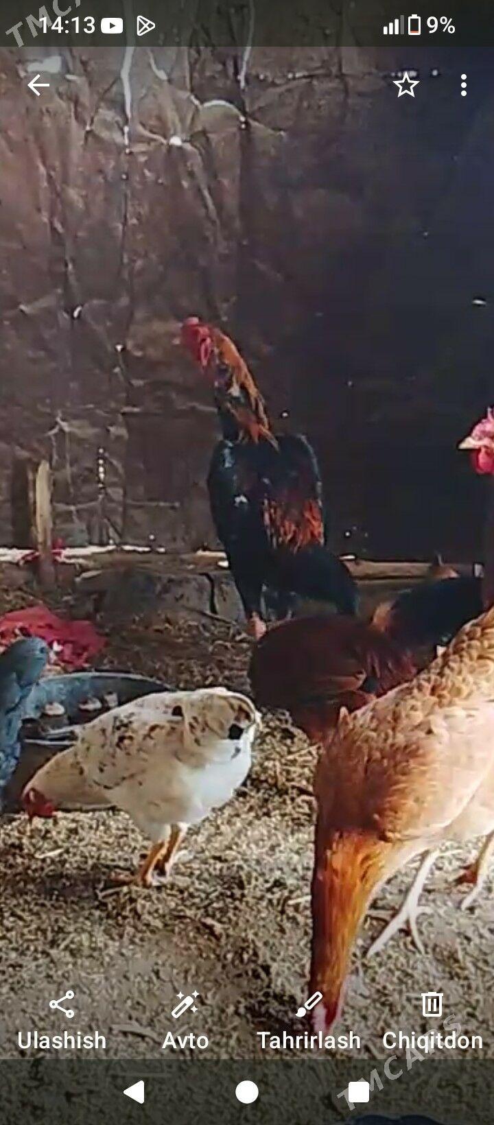 dekan horaz - Болдумсаз - img 1