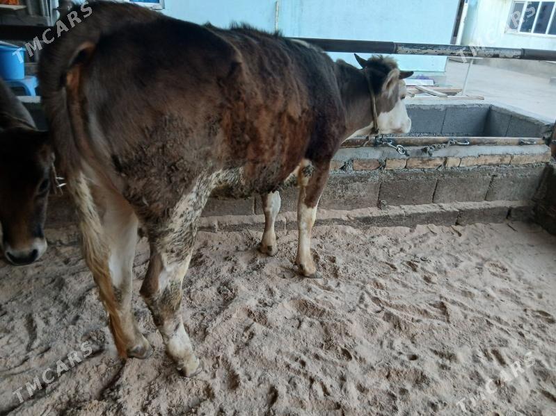 tuwe - Чоганлы - img 1