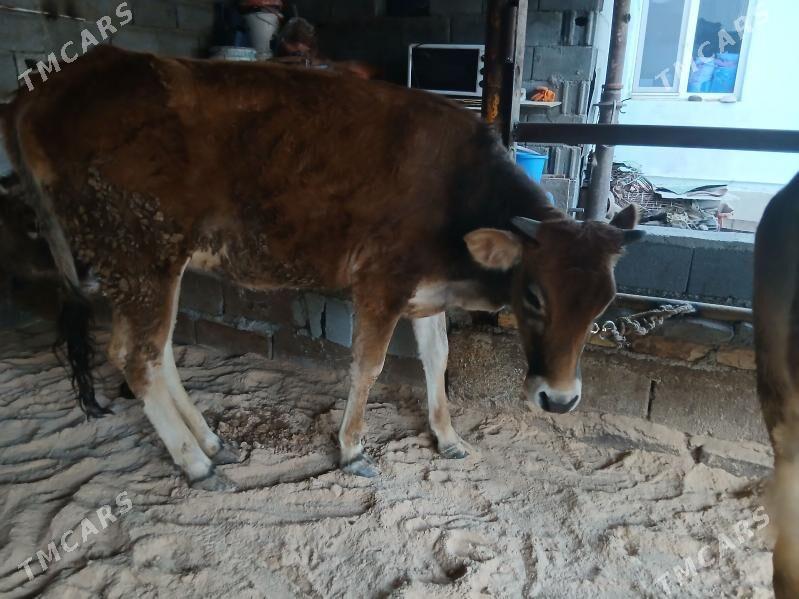 tuwe - Чоганлы - img 1