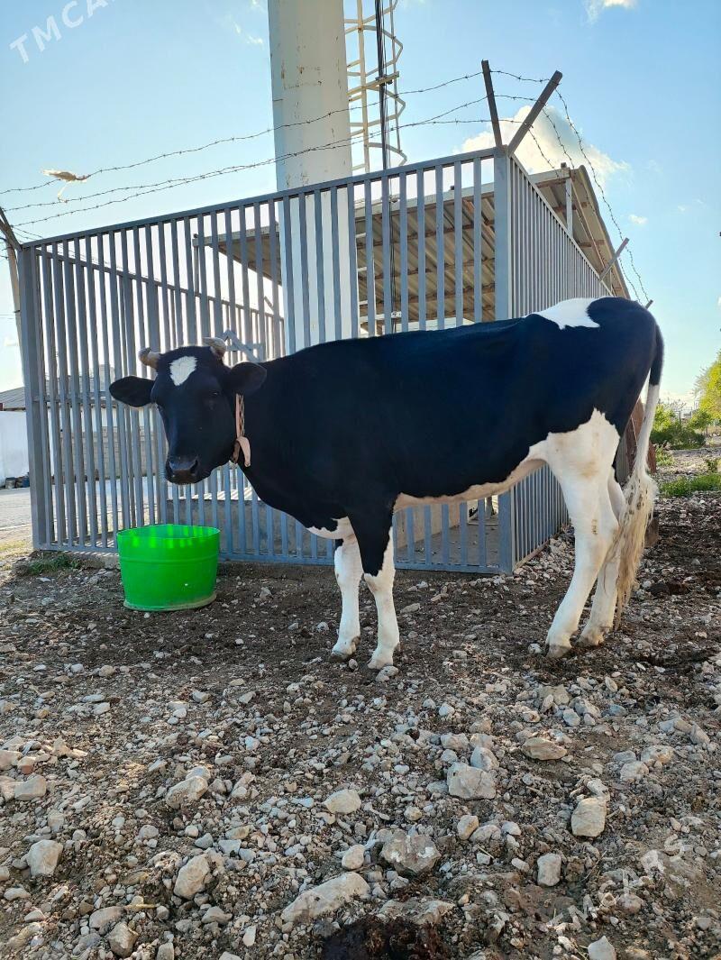 bogaz gaçar - Балканабат - img 1