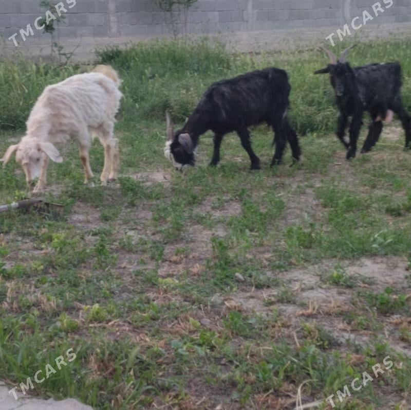 geci - Gökdepe - img 1