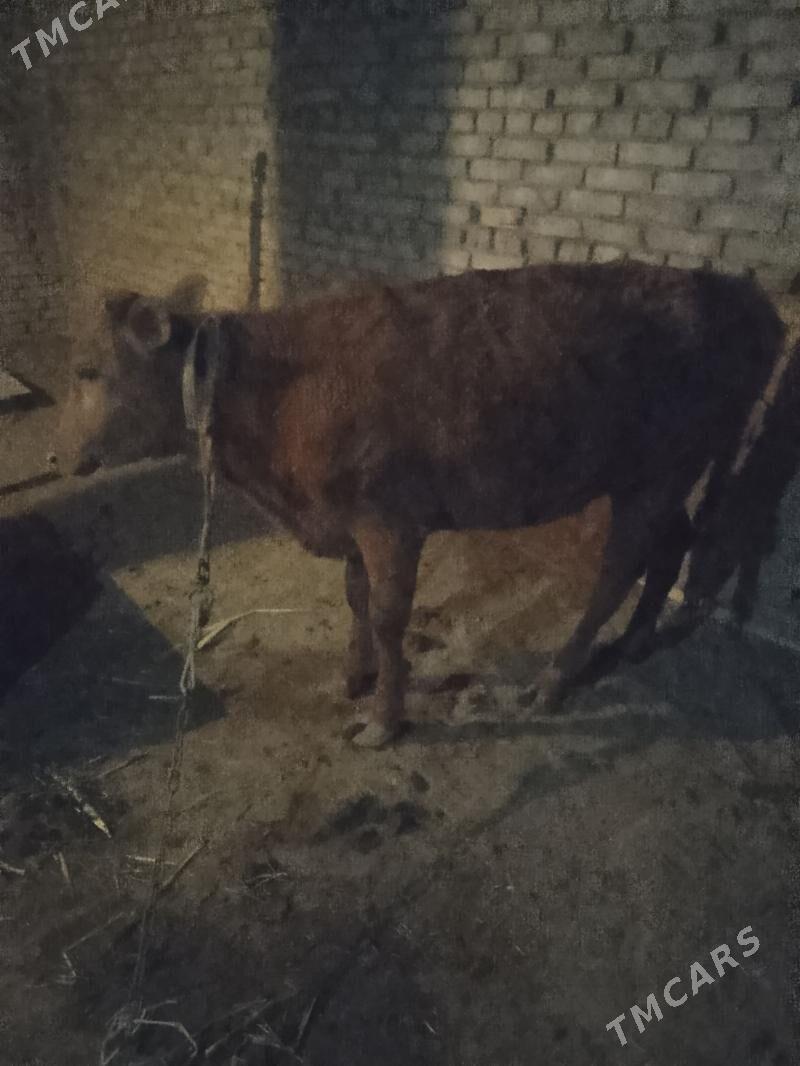 Göle gulajyn - Mary - img 1