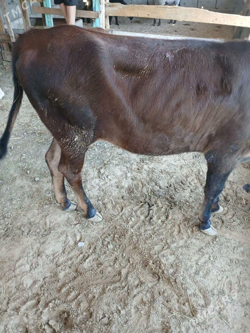 tuwe - Гёкдже - img 1