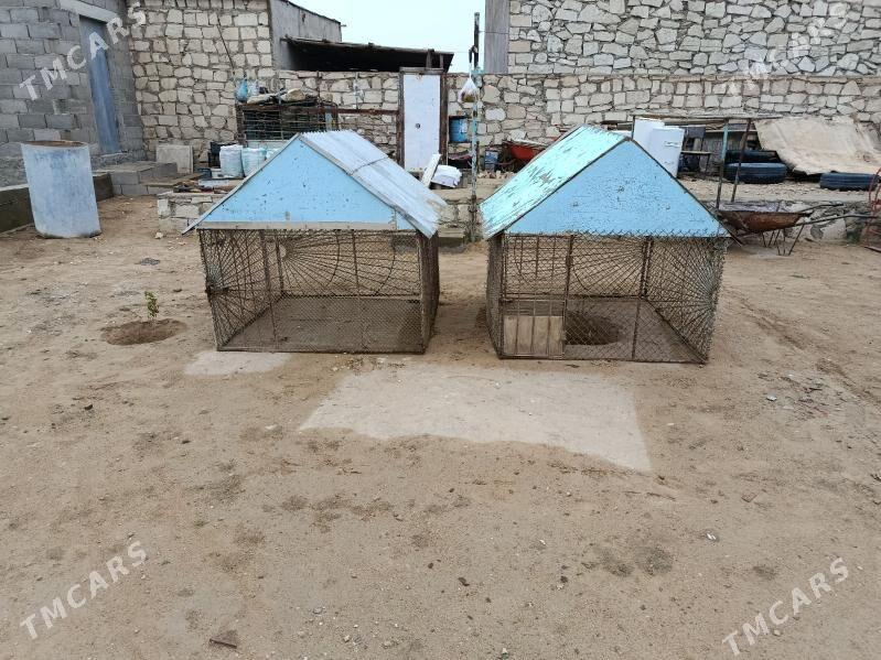 кетек - Türkmenbaşy - img 1