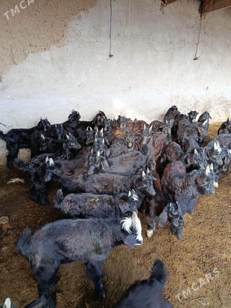 owlaklarowlaklar - Çärjew - img 1