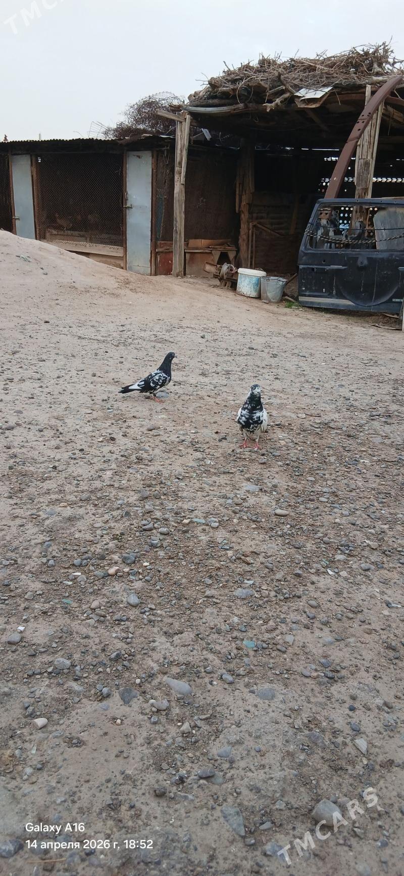 kepderi - Мары - img 1