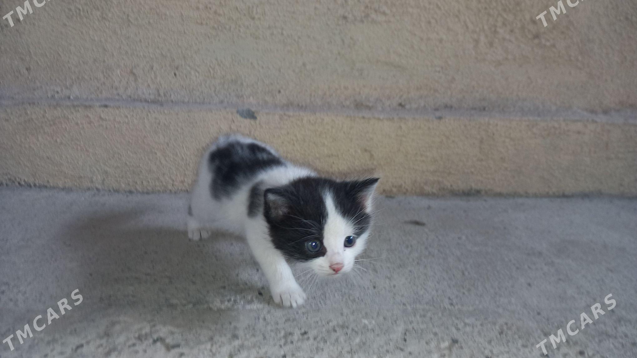 Pişik çaga - Хитровка - img 1