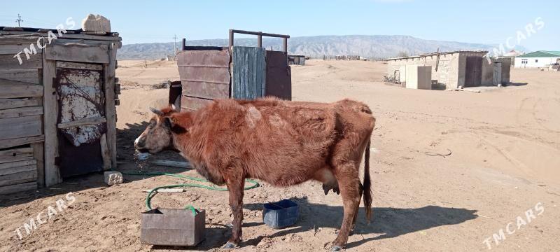 Goleli sygyr - Balkanabat - img 1