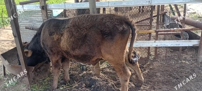 okuz - Тязе заман - img 1