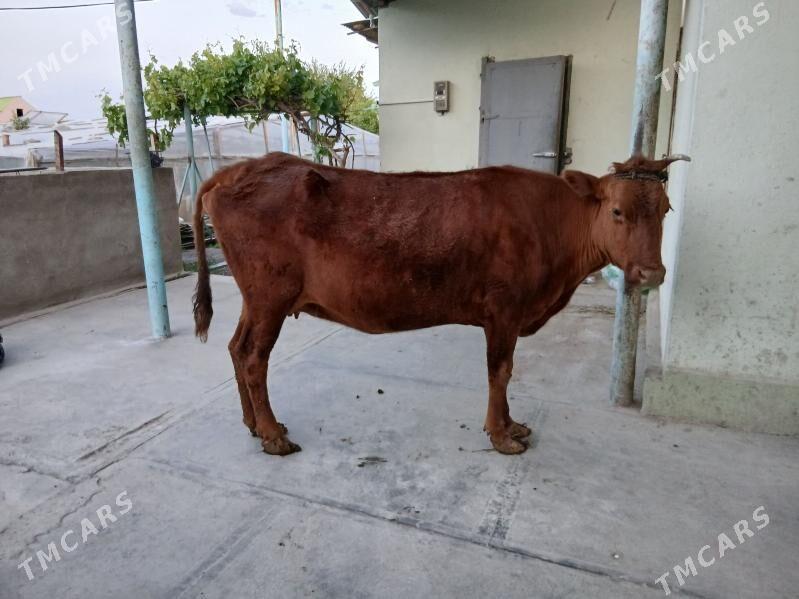 sygyr - Aşgabat - img 1