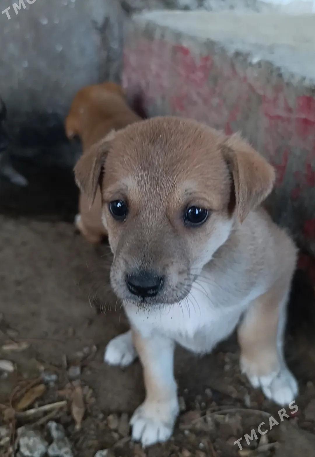 щенки - Туркменабат - img 1