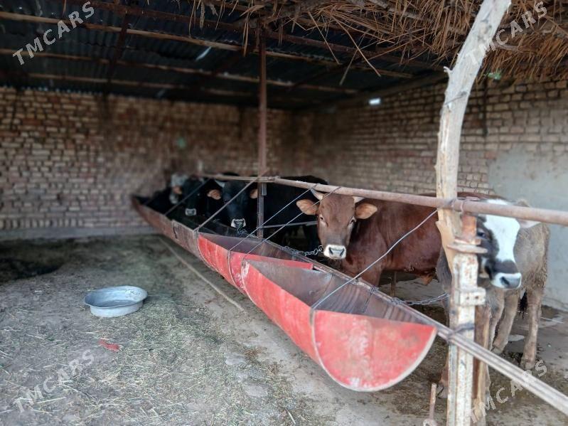 Ökuz - Бабадайхан - img 1