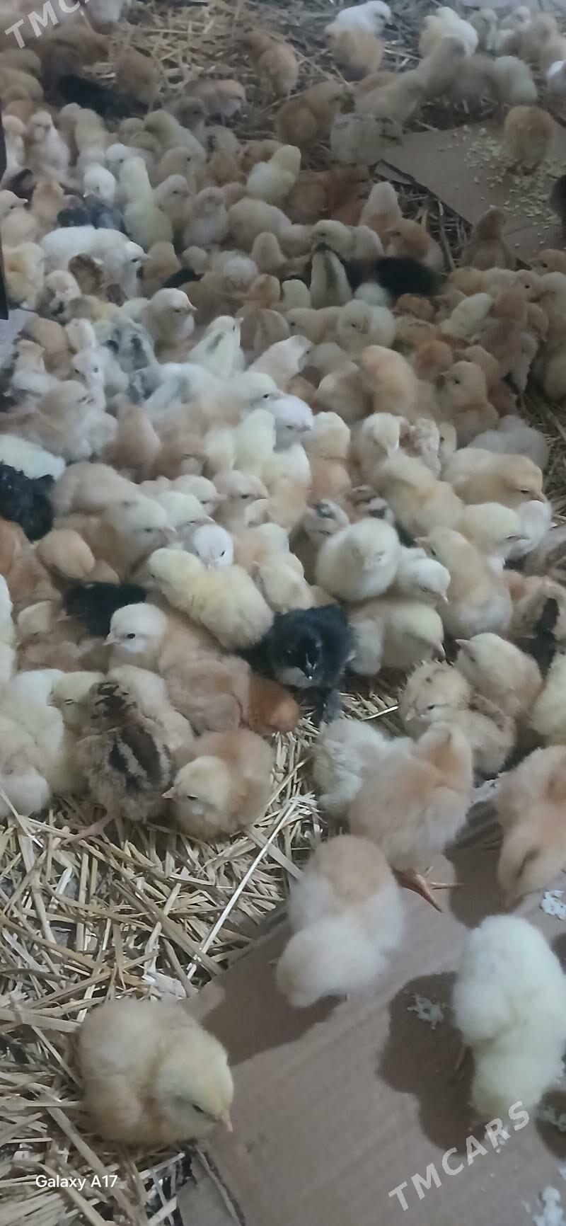 juyje - Çoganly - img 1