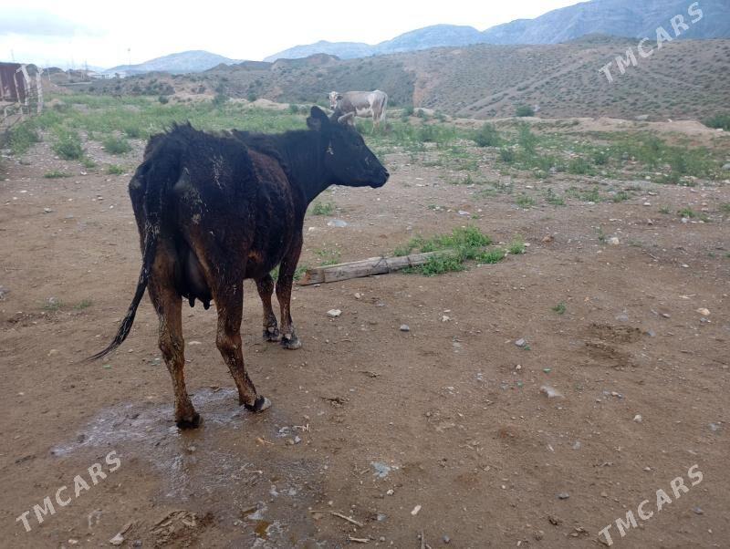 Tohum goleli sygyr - Gyzylarbat - img 1