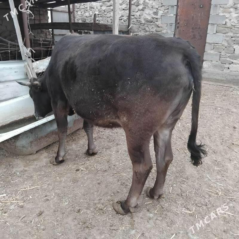 sygyr bakyda dur - Gyzylarbat - img 1