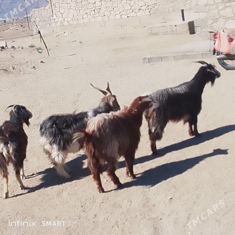 geci - Балканабат - img 1