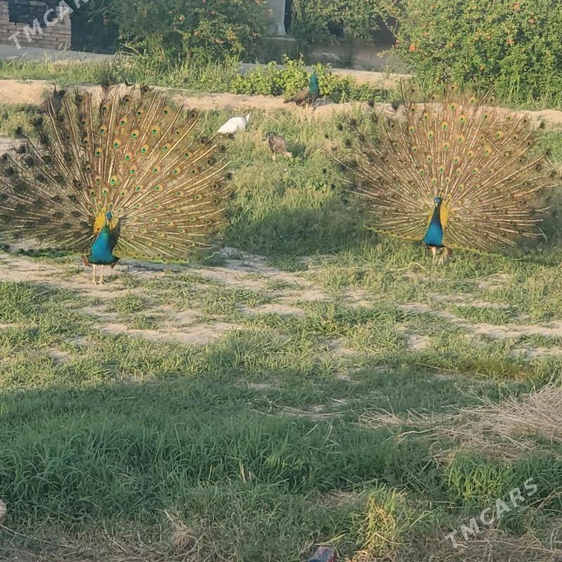 tawus - Туркменгала - img 1