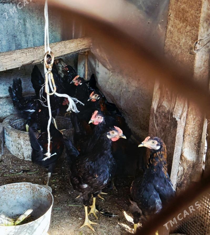 Horaz - Ашхабад - img 1