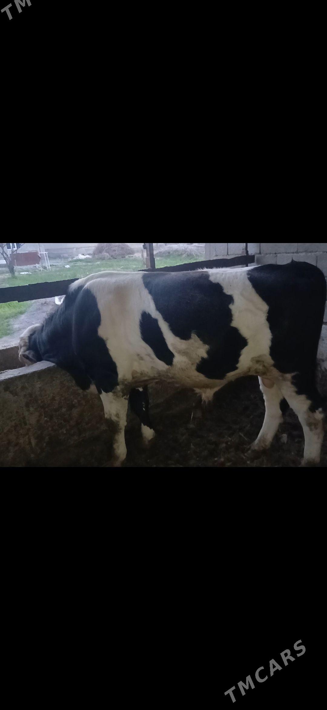 Öküz - Gökdepe - img 1