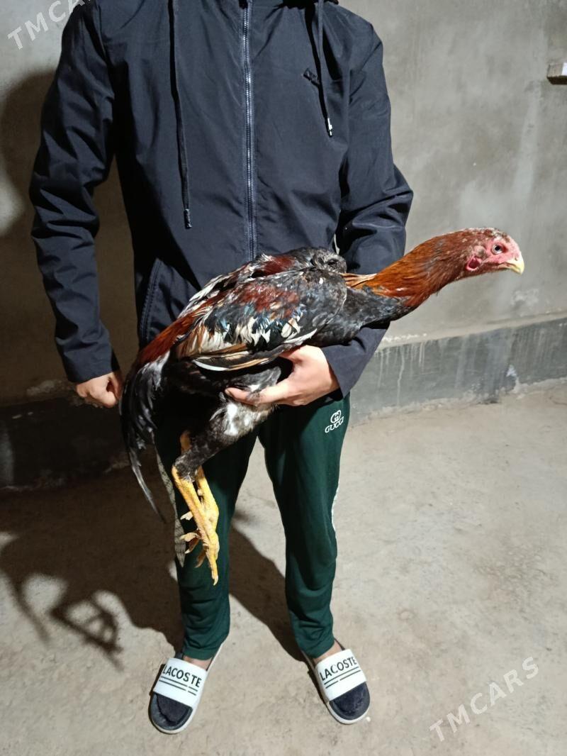 Taskent - Tejen - img 1