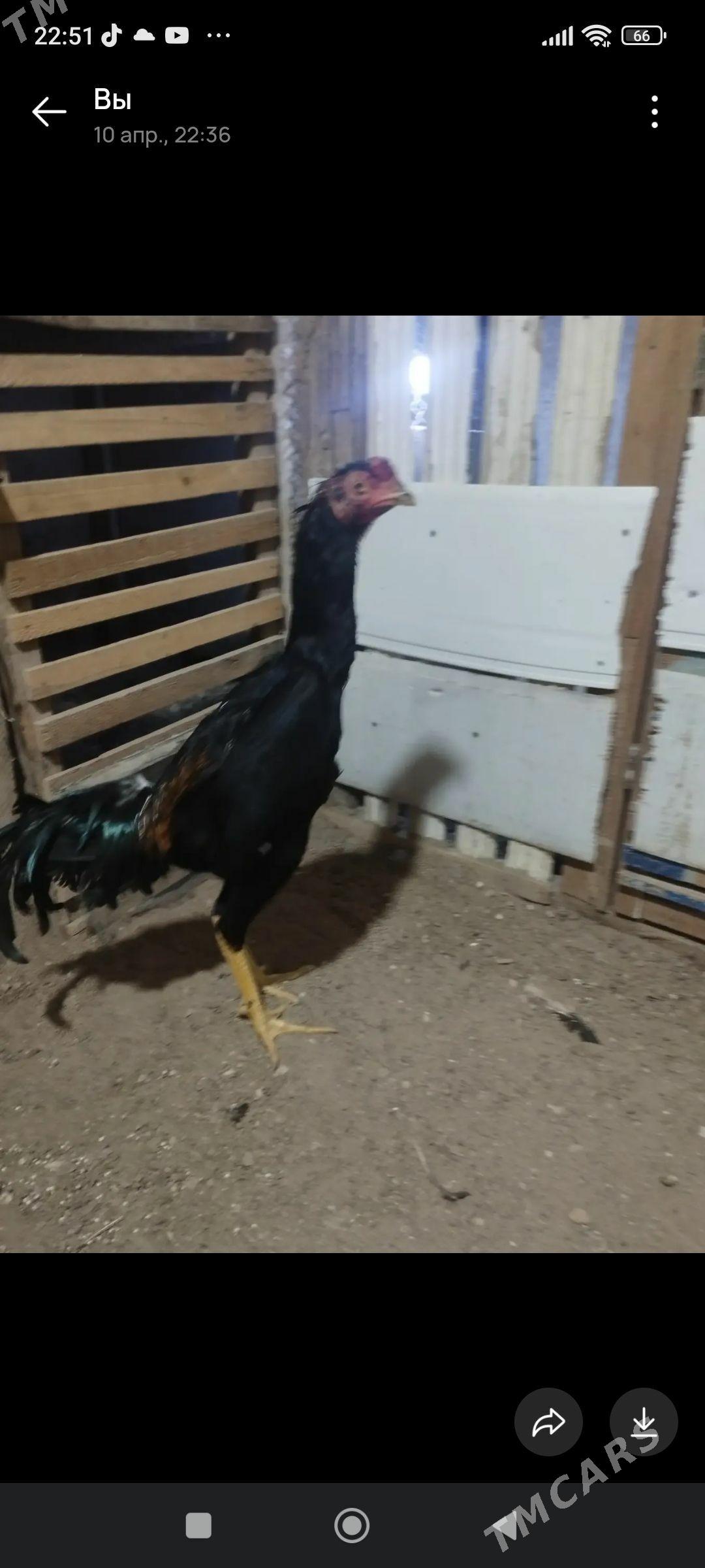 taskent juyje - Балканабат - img 1