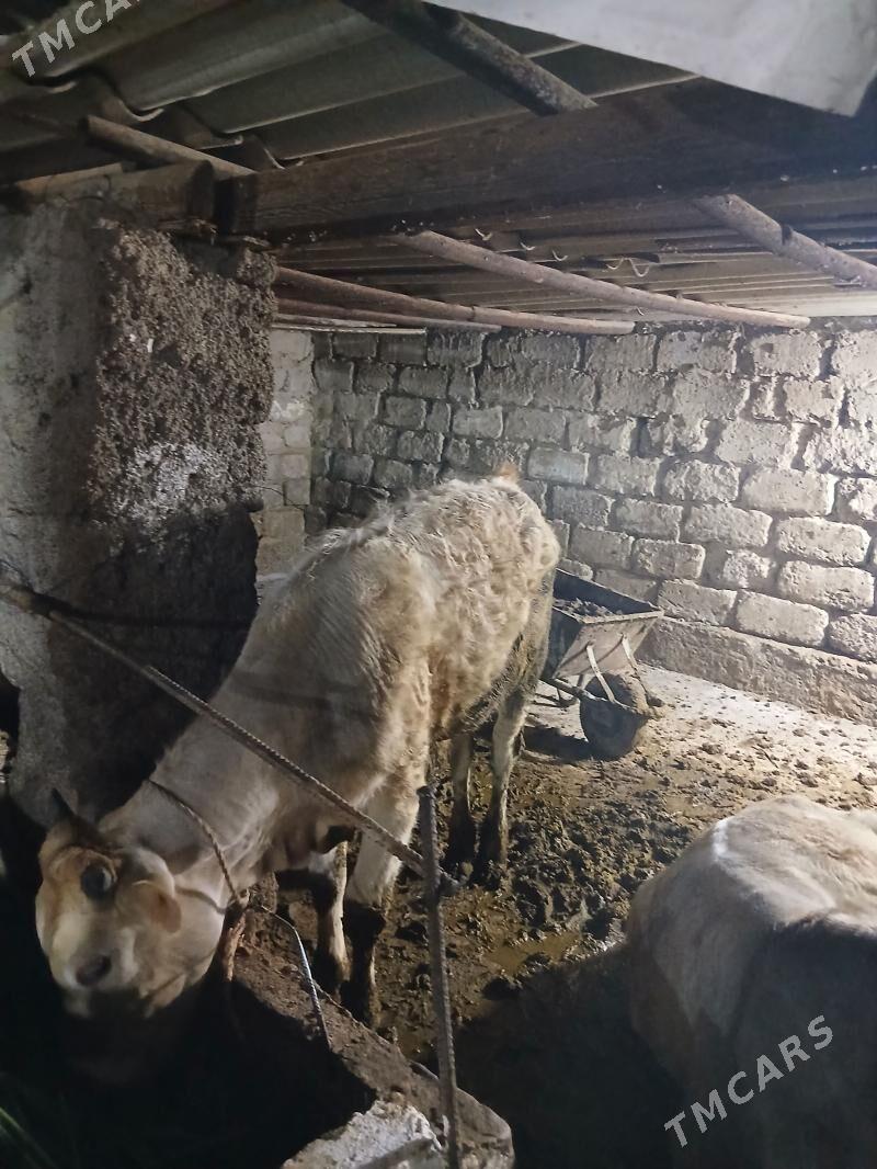 Okiz - Анев - img 1