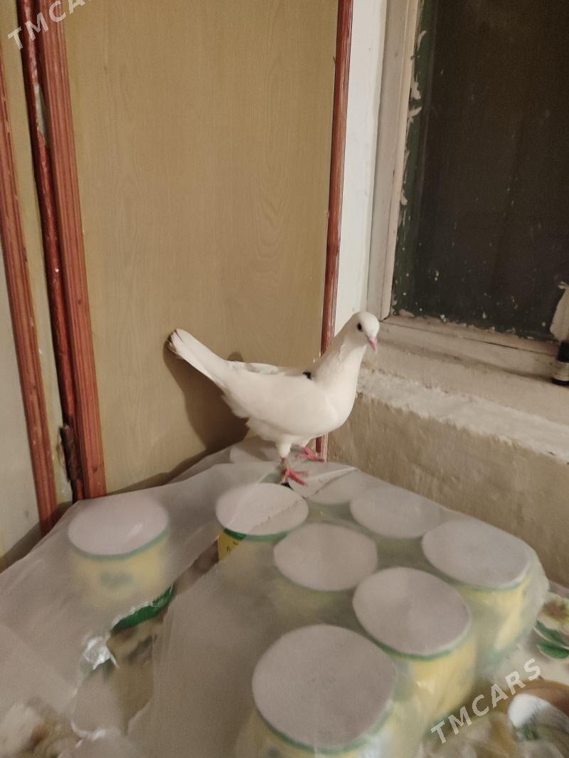 kepderi - Векильбазар - img 1