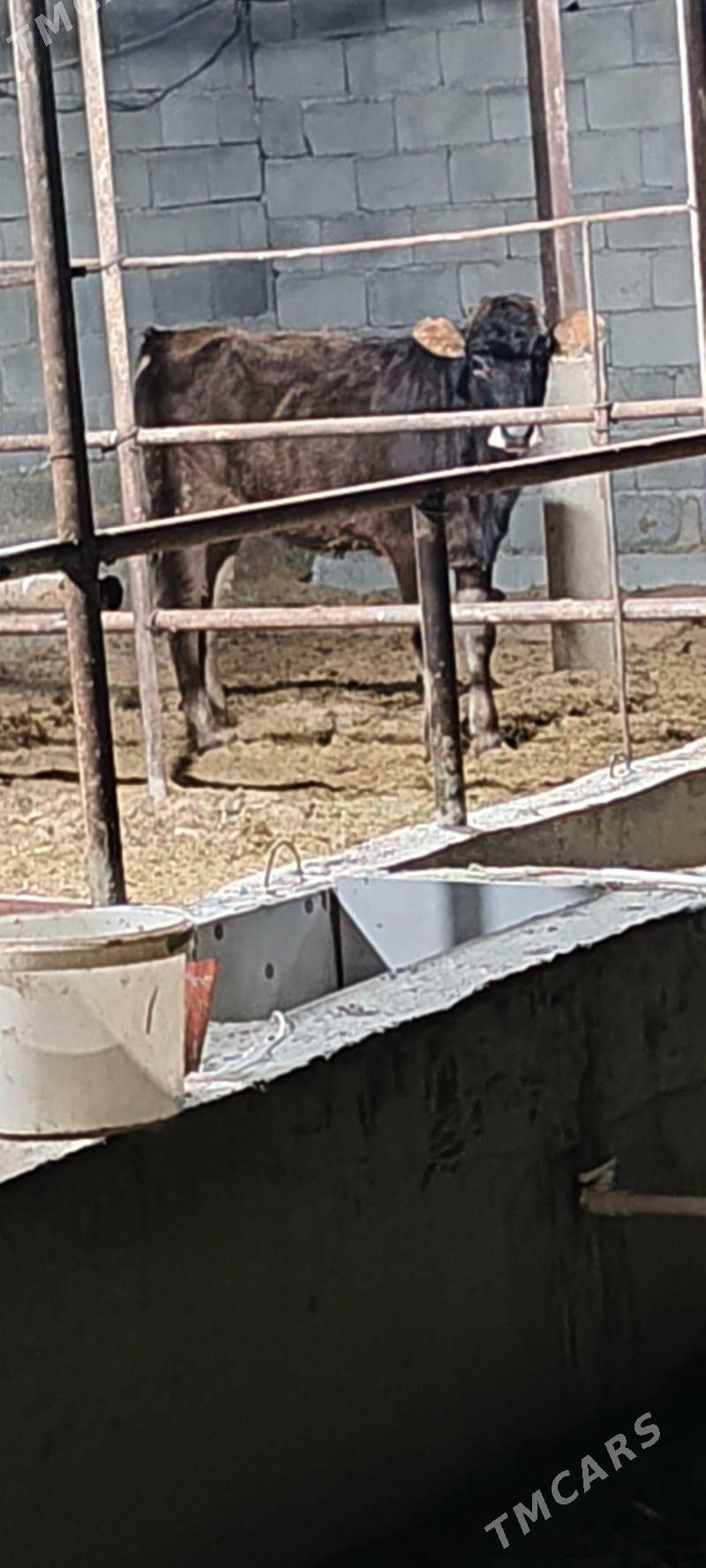 tuwe şiwes - Aşgabat - img 1