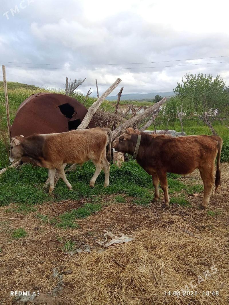 Öküz - Magtymguly - img 1