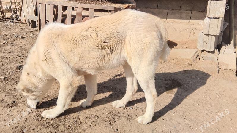 Tükmen alabaý - Garadamak Şor - img 1